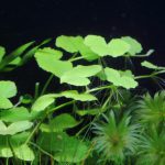 植栽から23日目　アマゾンチドメグサ